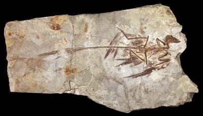 1.3亿年前四翼恐龙羽毛呈黑色 带有彩虹光泽(组