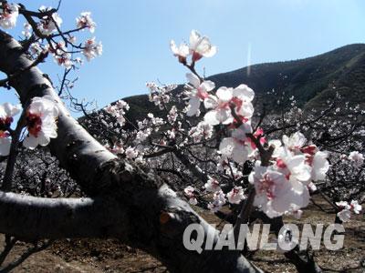 在延庆县香营乡的新庄堡村,春意渐浓,不久之后,20万亩杏花就会开遍