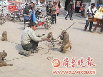 猴子拿棍子反击耍猴男子.