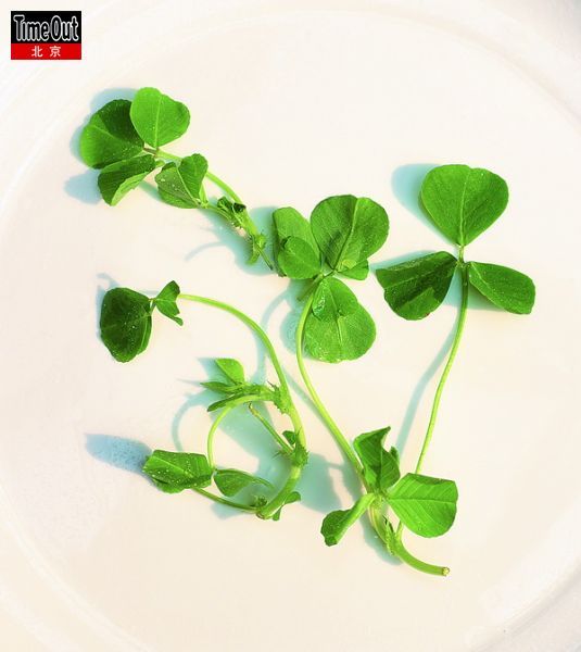 健康养生:春天必吃的鲜绿蔬菜(组图)