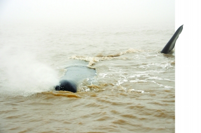 由于白天潮水上涨，搁浅的鲸鱼身体大部分又回到了水里。