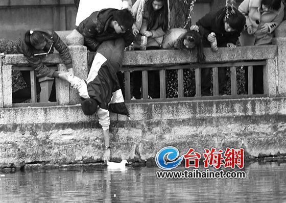 台海网3月17日讯（海峡导报记者 陆军航3月10日摄于南普陀）10日中午，在南普陀前的池塘边，一只落水的幼鸽引起附近游客们的注意。