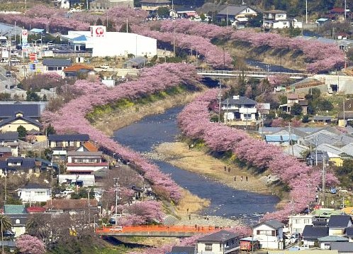 日本静冈县800株河津樱花盛开 宣告正式入春(图)-搜狐滚动