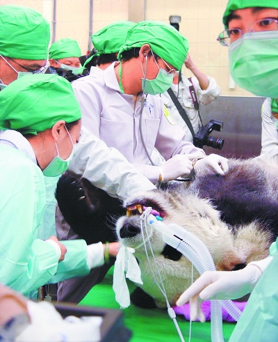 台北市立动物园为大猫熊进行了采精及人工授精(图)