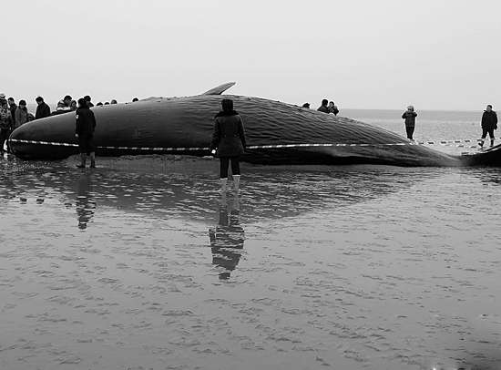 在江苏盐城市滨海县境内的黄海海域搁浅的4