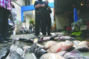 鱼缸换水死鱼多 负责人称水质正常不宜直接养鱼