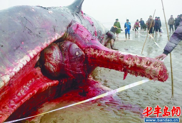 江苏海滩4头鲸鱼集体 半夜被割100公斤肉(组图)(1