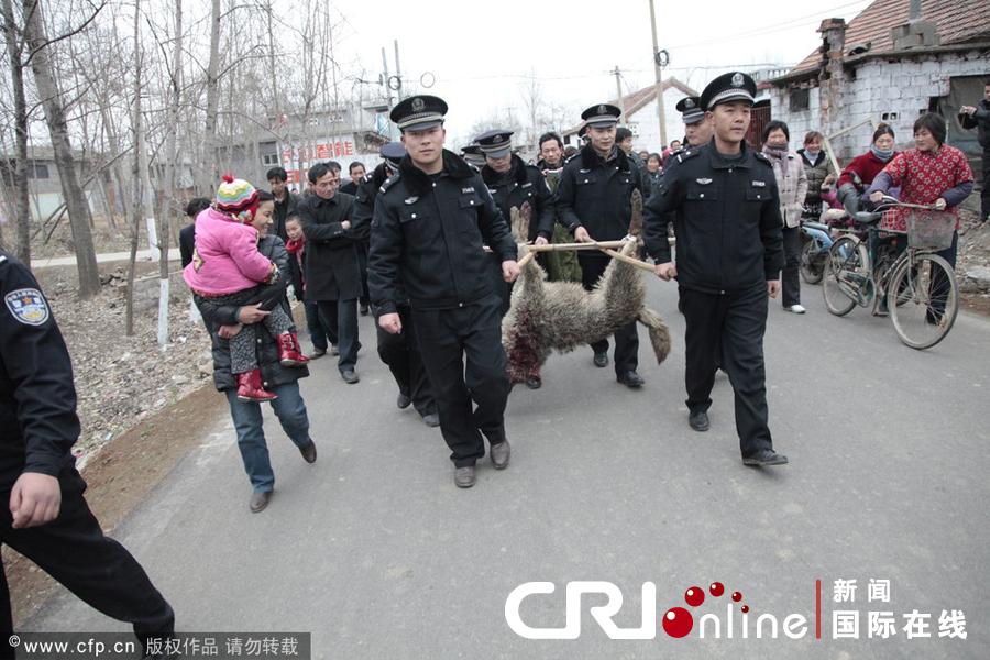 "枣庄狼"袭击村民致一死一伤被民警击毙(高清组图)