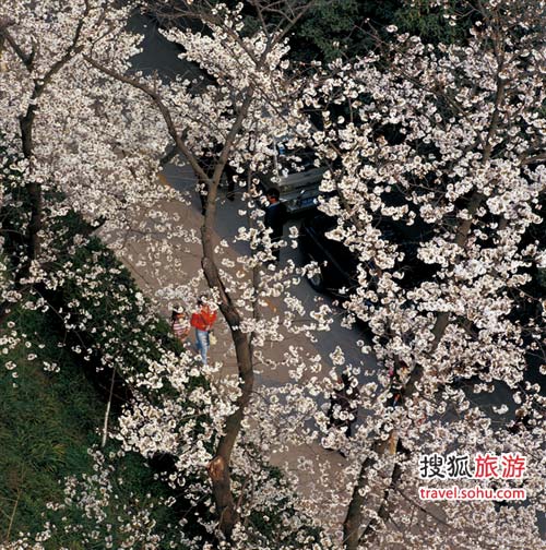 穷游春天--武大赏樱攻略、武汉大学看樱花路线