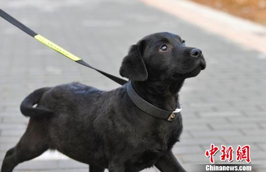 南京地铁警方邀网友给搜爆犬新成员取名字(图
