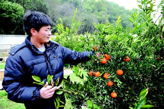 楚天都市报讯 图为：华农橘园里培养的新品种 记者陈勇 摄