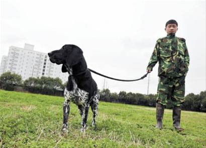 上海工作犬步入老龄化退休检疫犬期待收养