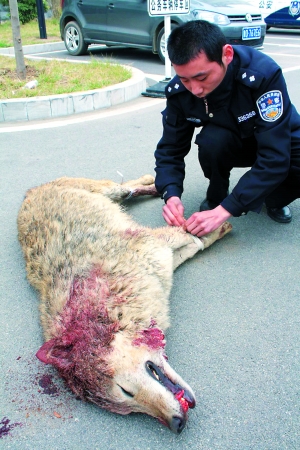 山东枣庄警方击毙伤人动物,动保人士与专家激辩:射杀大灰狼,到底合不