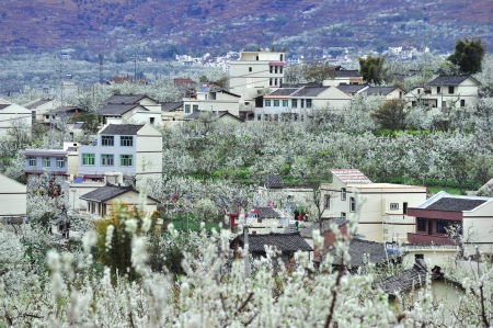 昨日,在雅安市汉源县九襄镇,2012四川花卉生态旅游节暨首届阳光