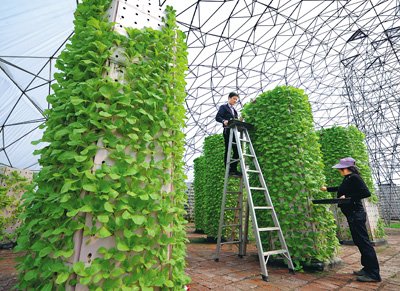 海归"农民"立体种菜 希望种植方式成熟后可推广(图)