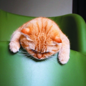 这个春天,我愿做只睡不醒的小懒猫(组图)