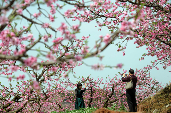 桃花故里升格级4a景区