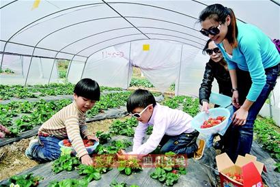 孩子和家长像小伙伴一样玩着各种趣味游戏,田间地头采摘草莓体验田园