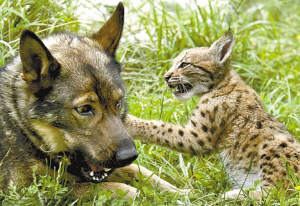 牧羊犬在野外这只山猫如何捕食.