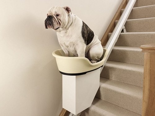 英国一家公司为肥胖狗狗研制了世界首款宠物犬专用楼梯升降机。