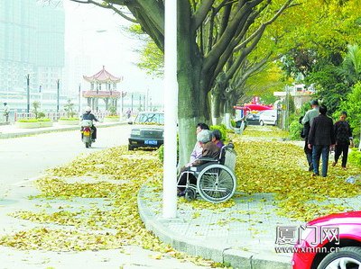 受气候影响 同安大叶榕"集体"落叶(图)