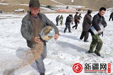 雪地播种夏秋成茵(图)