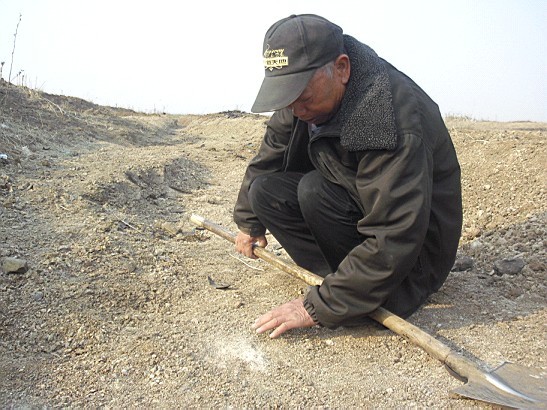 即墨田地发现奇特石头 疑是恐龙蛋化石(组图)-搜狐滚动