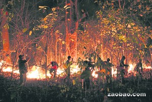 泰国大面积旱灾引发树林着火 1.8万个村庄受灾