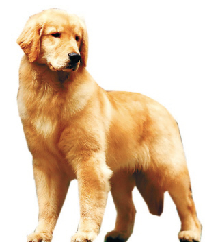 金毛犬