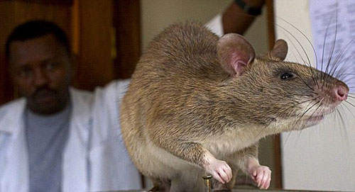 巨型老鼠入侵美国佛罗里达州 体重达4公斤(图)