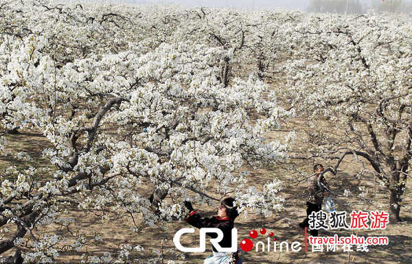 清明节自驾游 清明放假安排 清明去哪玩 赏花