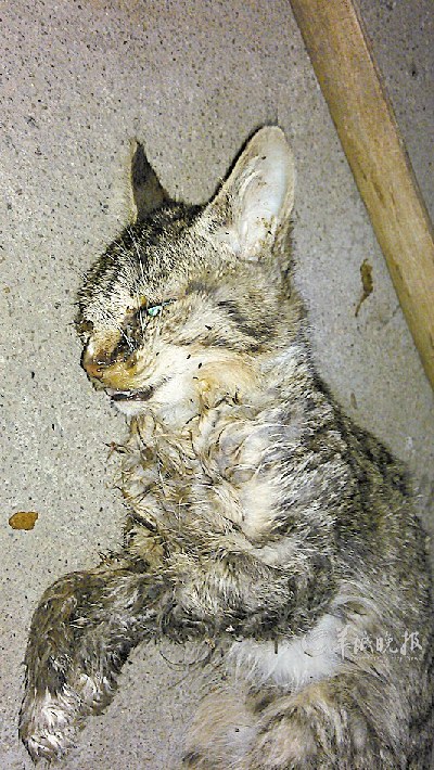 烈士陵园死猫数量急剧增加 与环卫工有关?(图)