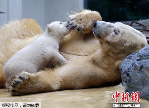 德国动物园北极熊蜗牛anori首次与宝宝见面(图)游人大班毛线画教案图片