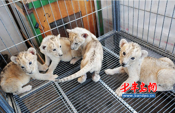 青岛动物世界狮豹添丁 清明节小狮子首秀(图)