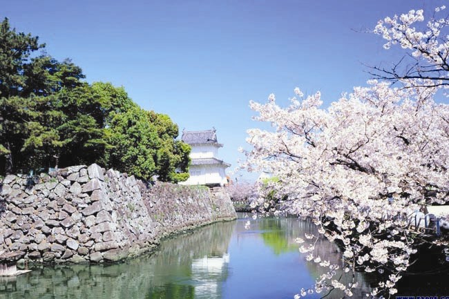 约会日本樱花(图)