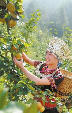 城步苗族自治县兰蓉乡万亩苗香梨基地.