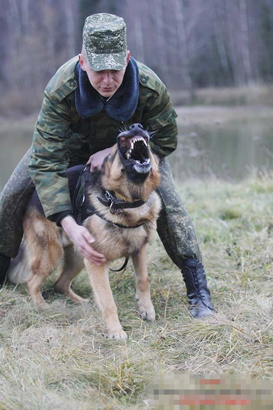 盘点各国的机警军犬(组图)