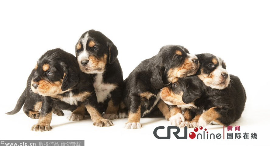 英国最稀有犬种几天内新增19名成员(高清组图)