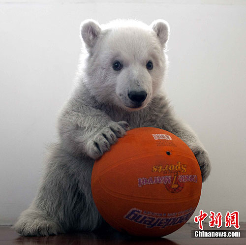 小北极熊玩皮球 萌样惹人爱(组图)