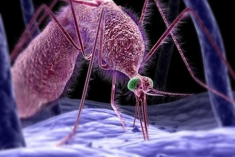 蚊子吸血过程