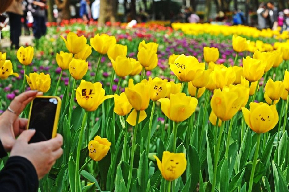 武汉植物园郁金香遭涂鸦 各种表情布满花瓣(组