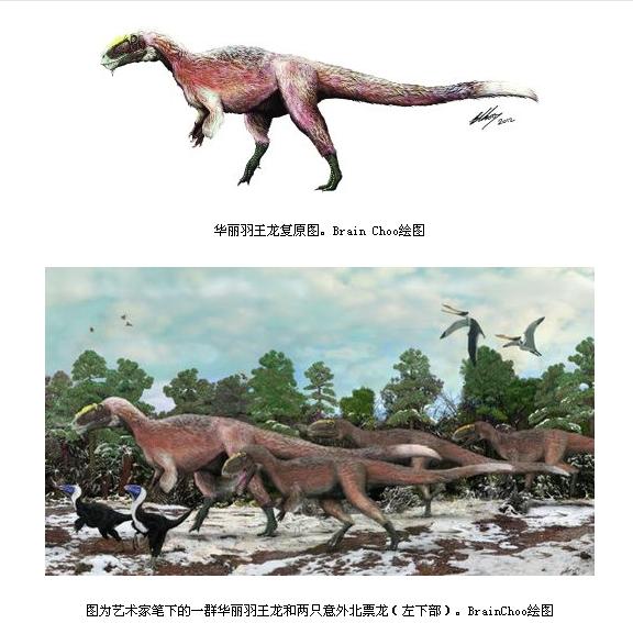 在华丽羽王龙这种大型暴龙类化石上发现羽毛印痕是非常不可思议的.