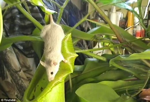 生物学家发现食肉植物新种 能捕食老鼠(图)