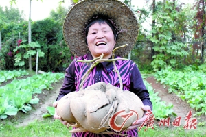 沙葛够不够大(图)