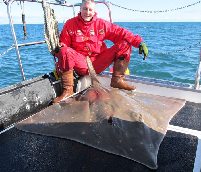 英国男子捕获爱尔兰海域最大鳐鱼 重达222磅_