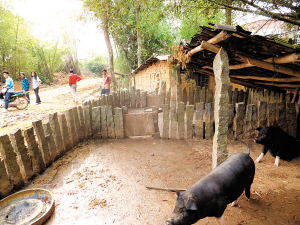 村民的猪圈,牛栏建在路边,缺乏防盗措施.