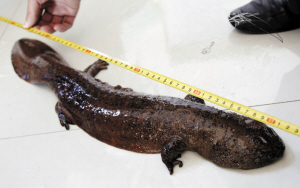 这条“娃娃鱼”体长达62厘米 通讯员 贾鹏 刘玉花 记者 陈伟斌 摄