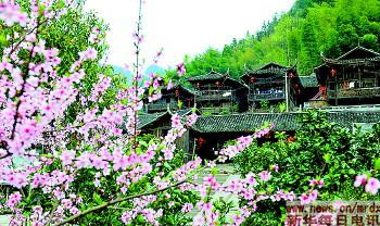 桃花相伴翠竹掩映下的彭家寨(图)