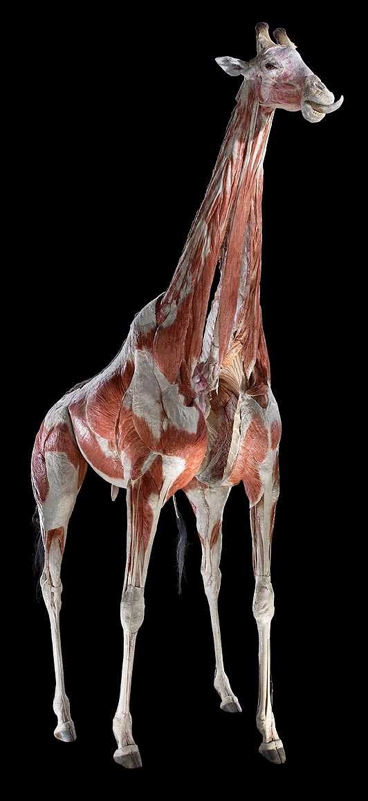 死亡解剖的奥秘:英博物馆塑化动物展(组图)