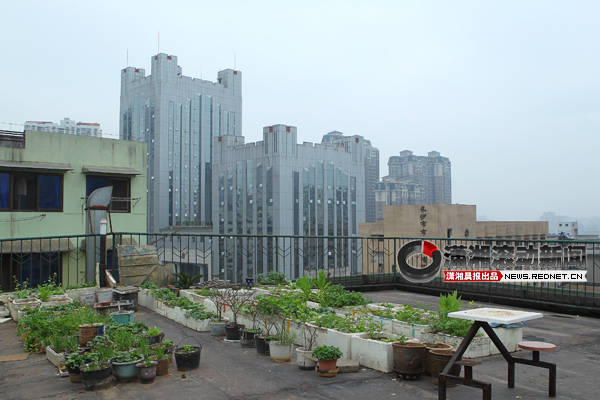 居民楼顶有片小菜园 菜农分季节种菜[图]